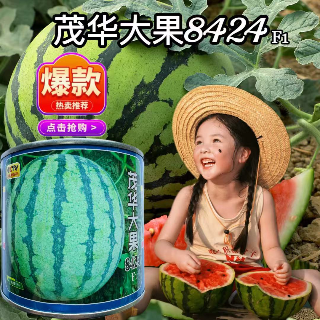 茂华大果8424西瓜种子新疆麒麟薄皮超甜多汁耐裂高圆京欣西瓜种子