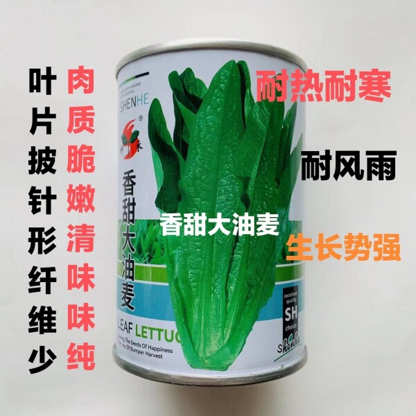 香甜大油麦种子四季抗病无斑香油麦菜种籽大棵油麦菜种子蔬菜种孑