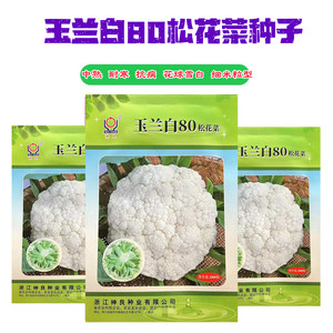 玉兰白80天青梗松花菜种子中熟花球雪白小米粒抗寒高产矮脚甜脆孑