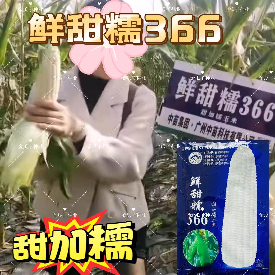 中苗玉糯鲜366号玉米种子