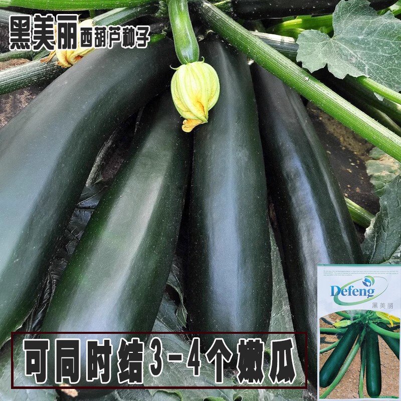 黑美丽西葫芦种子耐热耐