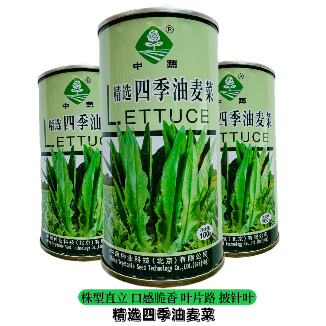 四季油麦麦菜种子 精选耐热蔬菜种籽 无苦味口感脆香香油菜种籽孑