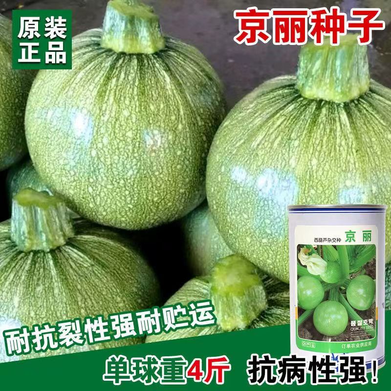 京丽西葫芦种子早熟熟高产无蔓