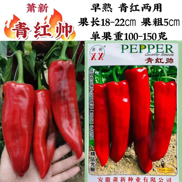 萧新青红帅辣椒种籽大红椒种子青红两用粗长牛角椒种孑高产早熟籽