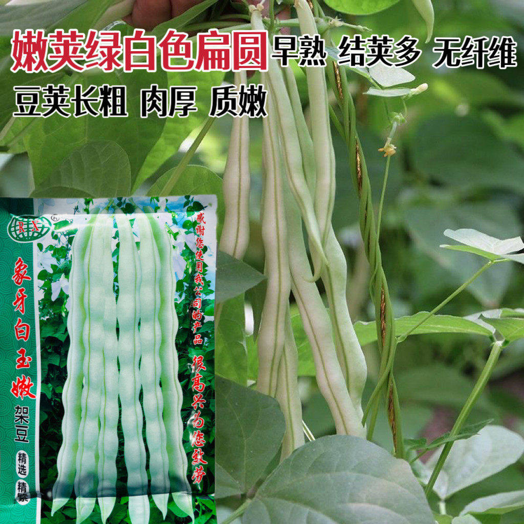 象牙白玉嫩四季豆种子早熟高产无筋豆角种籽春秋播农家蔬菜种籽孑