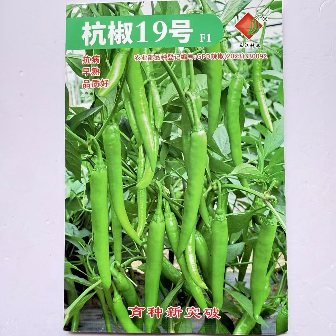 杭椒19号辣椒种子微辣抗病早熟品质好皮薄嫩椒种子 三江出品
