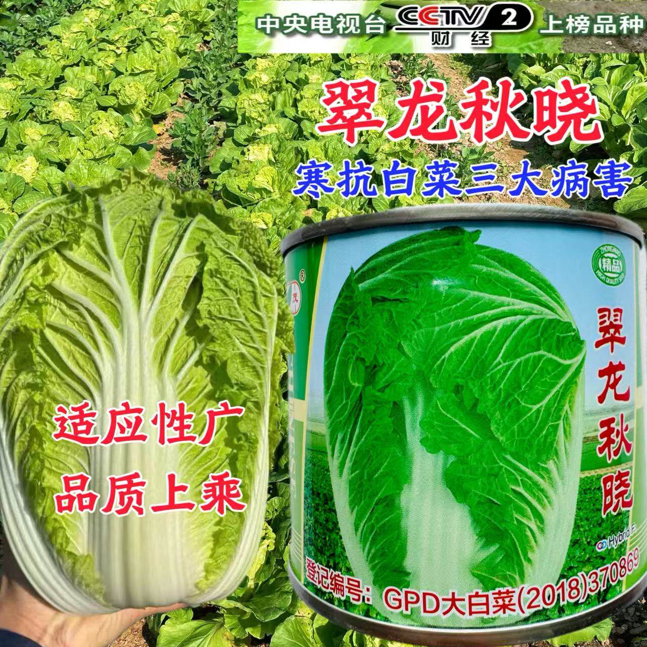 翠龙秋晓大白菜种子短圆筒型抗病高产耐储存整齐度高大白菜种子