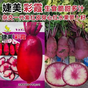 婕美彩霞萝卜种籽杂交一代紫红皮穿心红水果萝卜种子脆甜多汁秋季