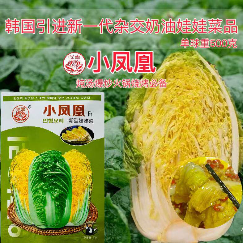 小凤凰新型娃娃菜韩国引