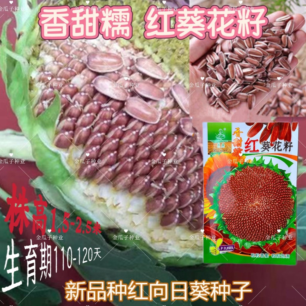 香甜糯红葵花籽红皮瓜子高产大颗粒原味水果生葵花籽甜糯种子夏播