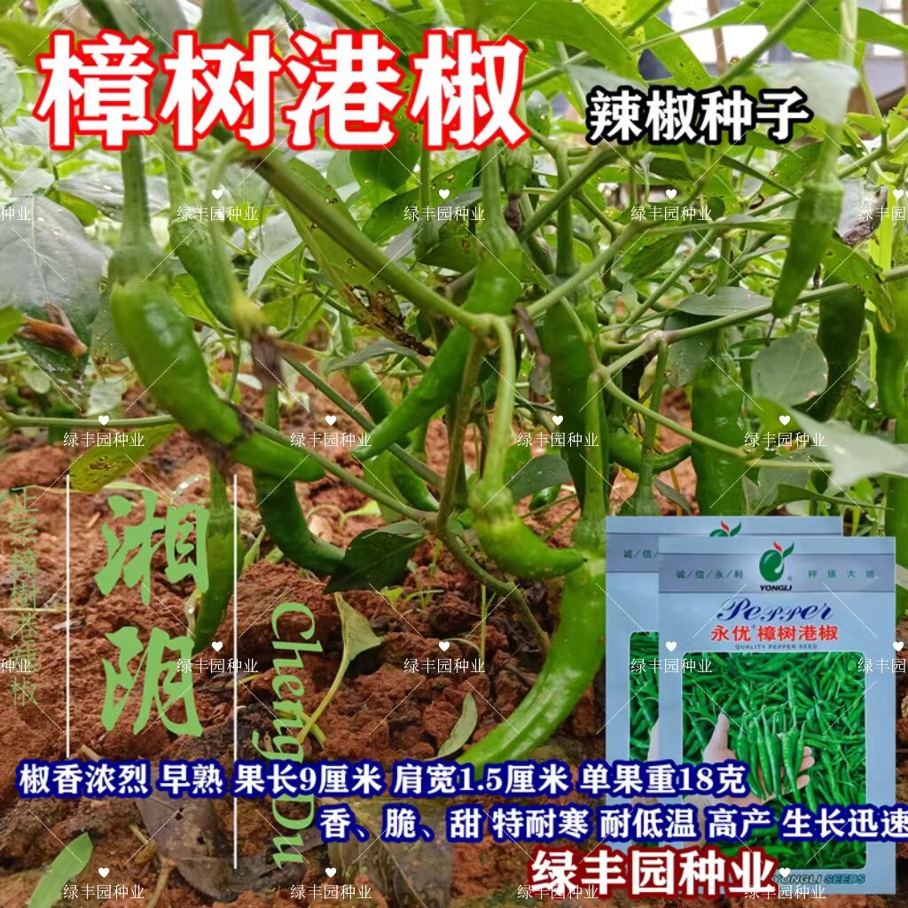 樟树港椒种子特耐寒高产抗病早熟
