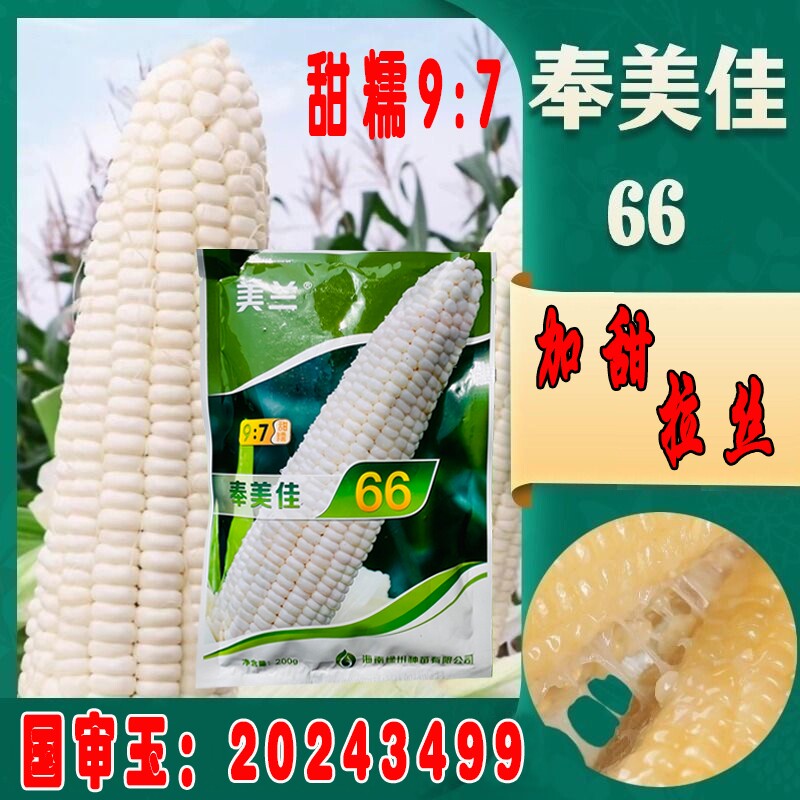 美兰奉美佳66白甜糯鲜食