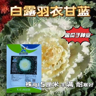 白露羽衣甘蓝种子白羽叶甘蓝食用观赏两用四季播种盆栽蔬菜花种籽