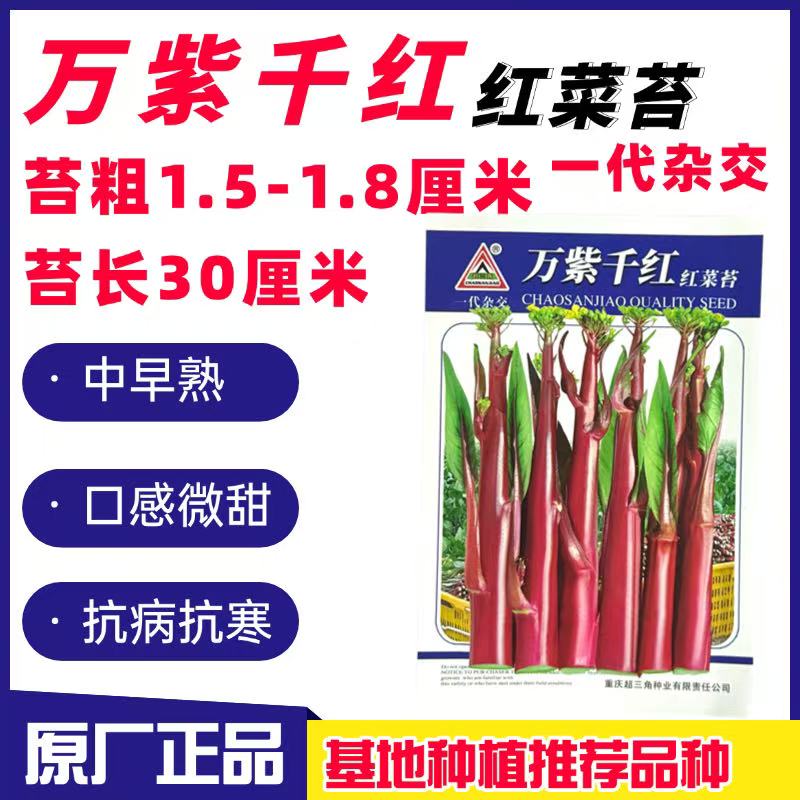 万紫千红红菜苔种子心洪