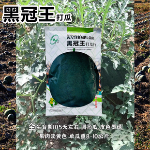 黑冠王打瓜种子打籽西瓜子种籽产籽西瓜南瓜高产春夏季播食籽种子