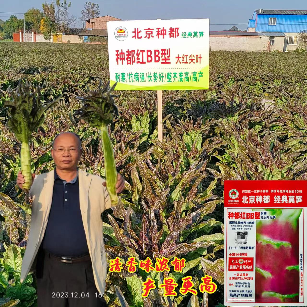 种都红BB型莴笋种子耐寒耐热红皮红尖叶莴笋种籽农家春秋香莴苣籽