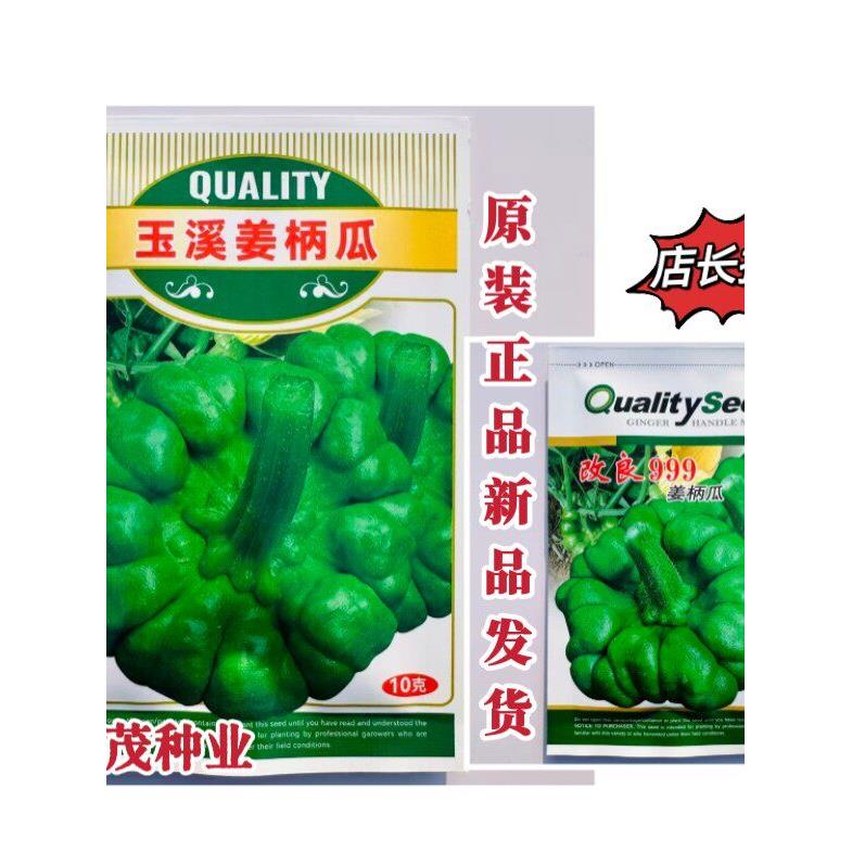 云南姜柄瓜种子蔓生扁圆形姜柄瓜种子爬藤嫩南瓜七叶瓜绿菜瓜种子