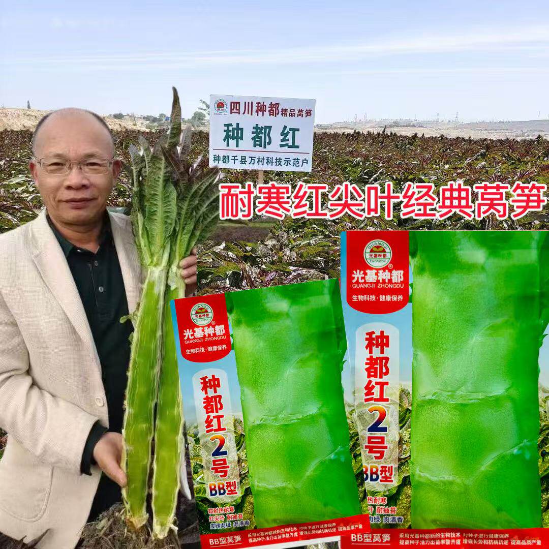 种都红2号红尖叶莴笋种子