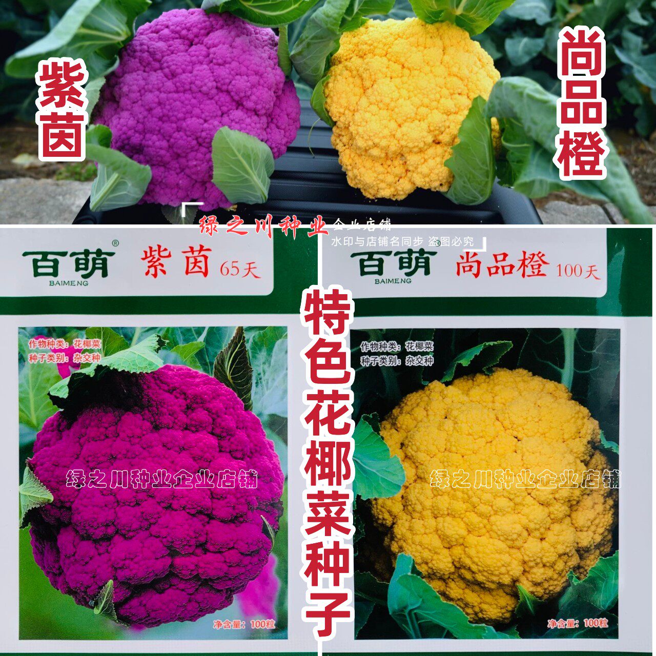新品橙色花椰菜种籽彩子