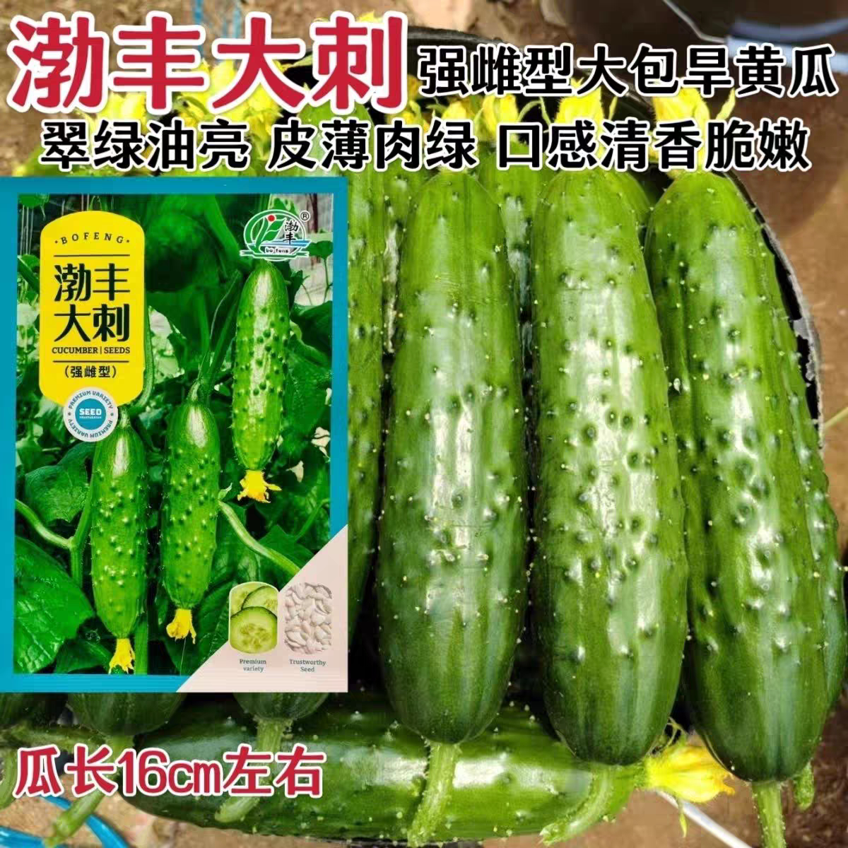渤丰大刺黄瓜种子翠绿油亮大包旱黄瓜种籽强雌型水果黄瓜种子清香