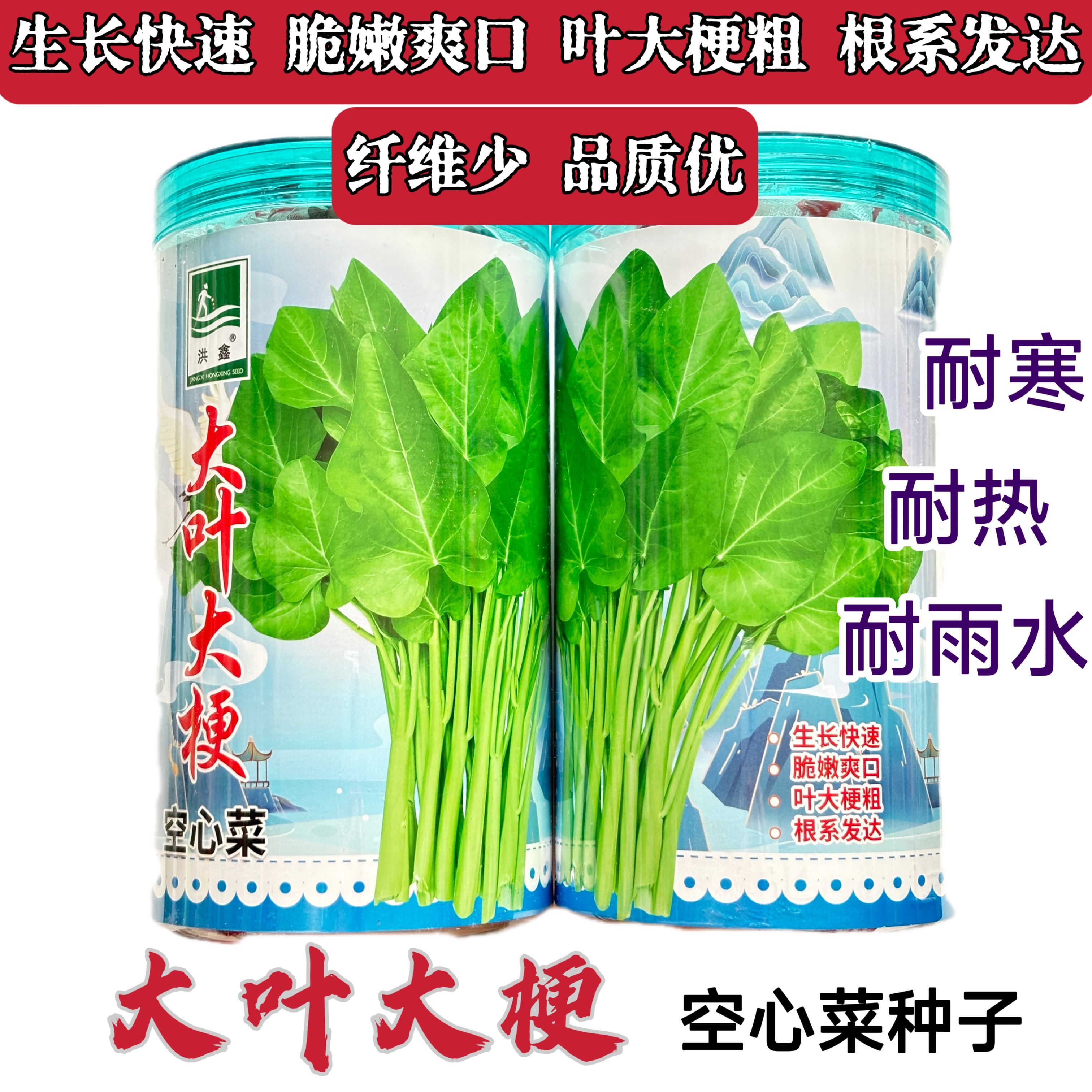 大叶大梗空心菜种子耐热
