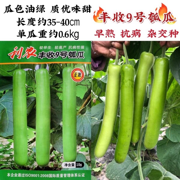 利农丰收9号长瓠瓜种子油绿长果早熟高产抗病商品性佳农家春秋播