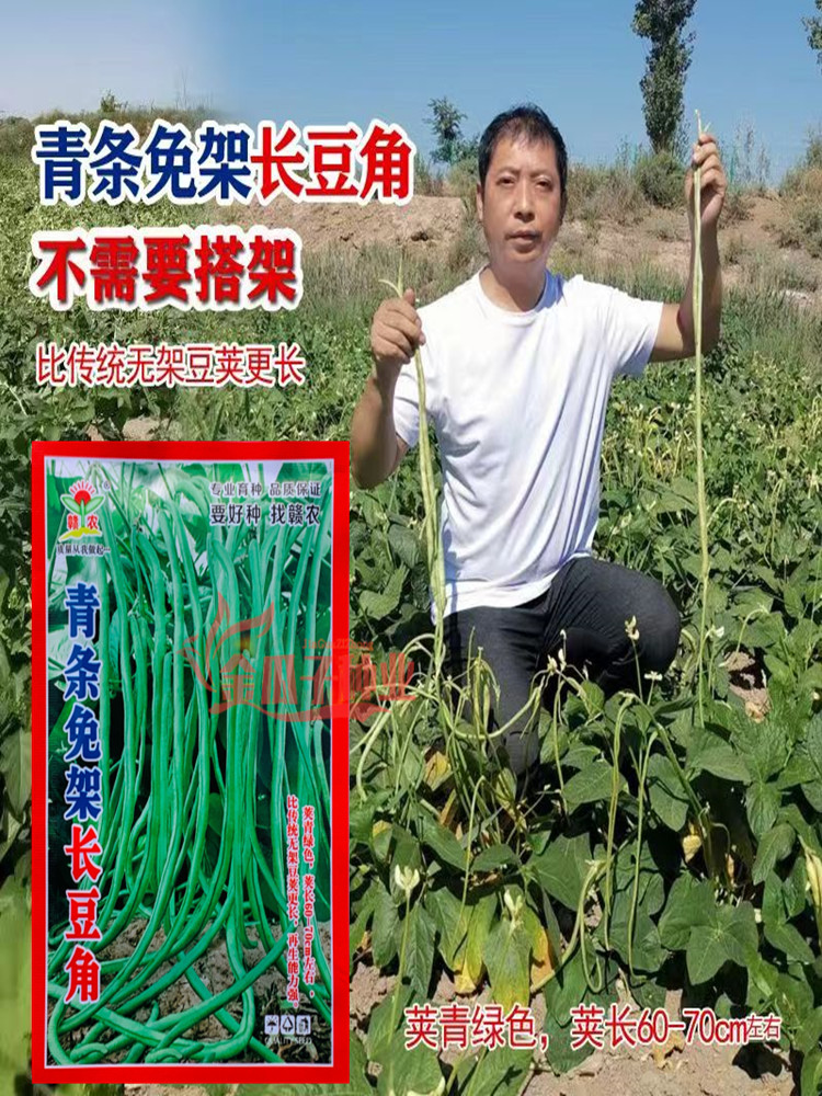 青条免架长豆角种子不搭架赣农长豆角无架豆高产绿豇豆角四季架豆