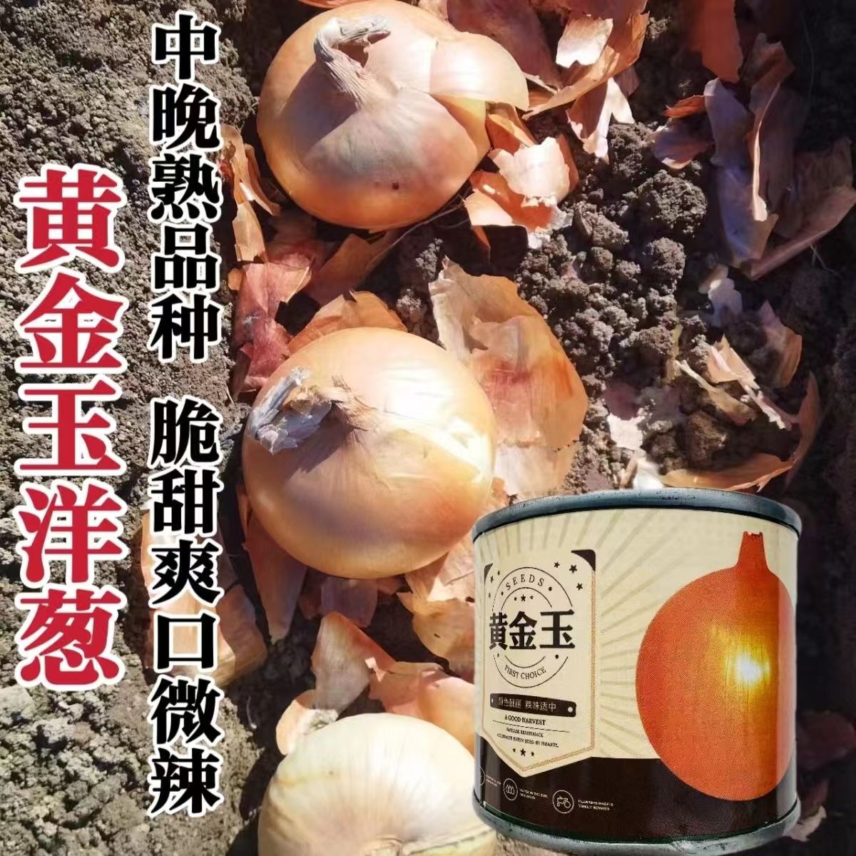 黄金玉洋葱种子黄皮爽脆