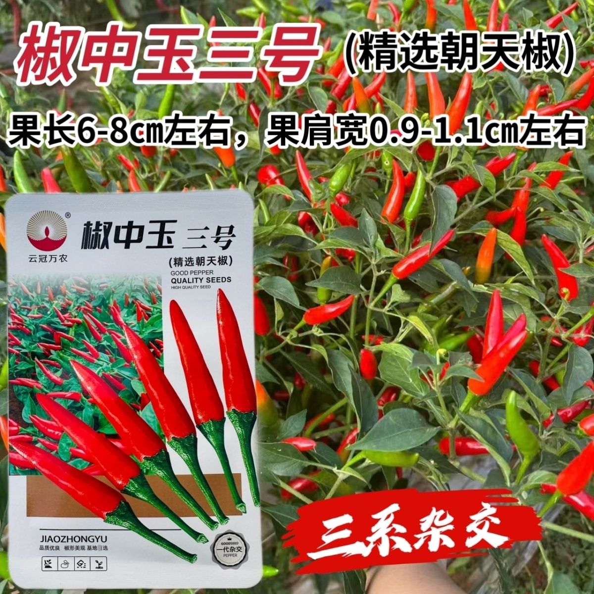 椒中玉三号朝天椒种子三系杂交中早熟单生小米辣种子高产精选辣椒