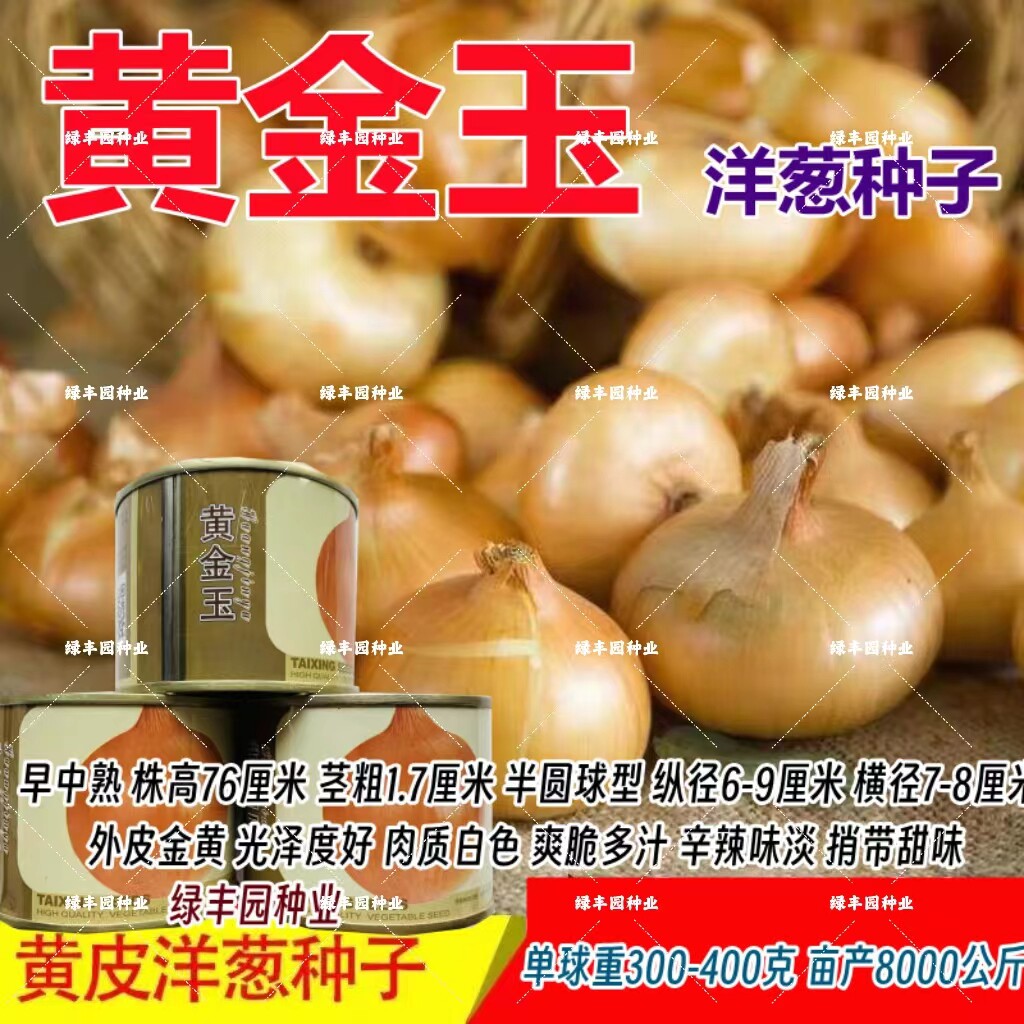 黄皮洋葱种子辛辣爽脆多汁早熟