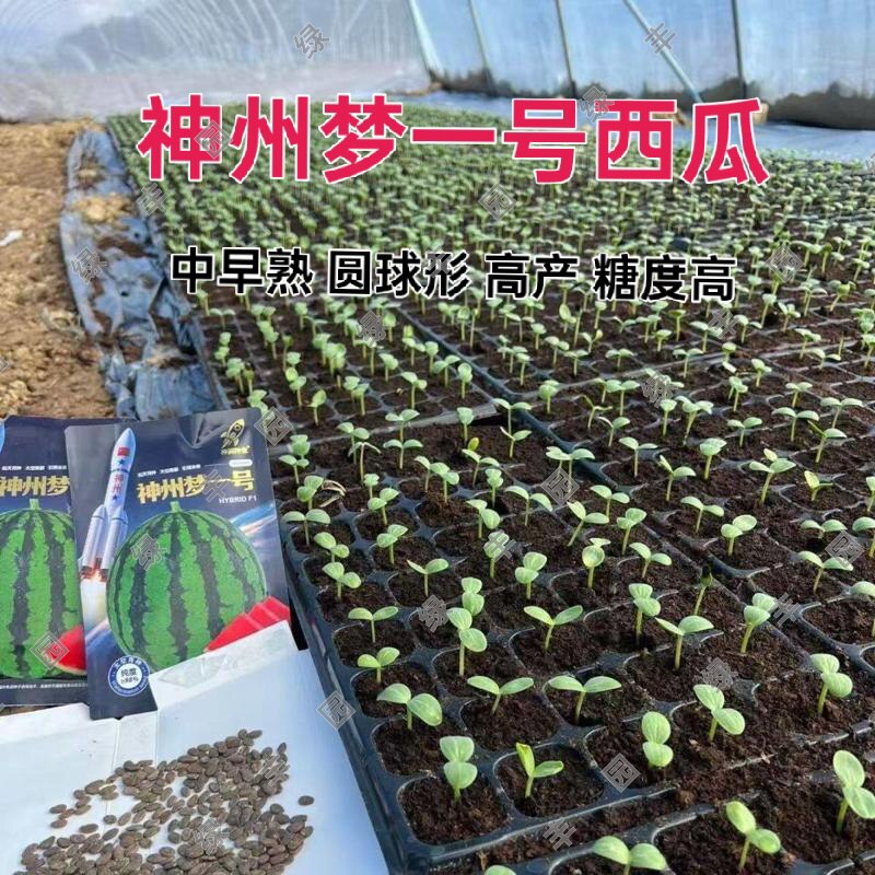 神州梦一号F1西瓜种子太空育种中早熟红瓤高糖抗病高产美都良种籽