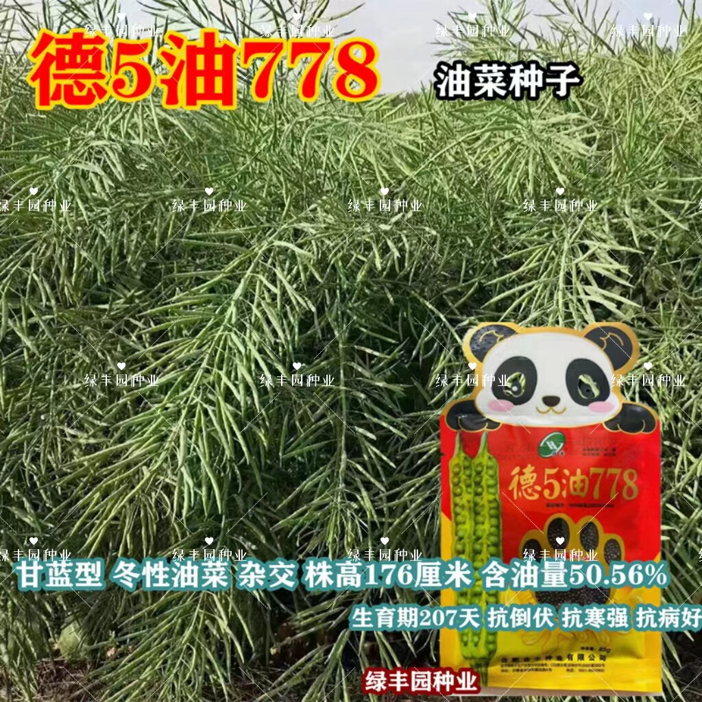 德5油778油菜高产抗病抗倒矮杆