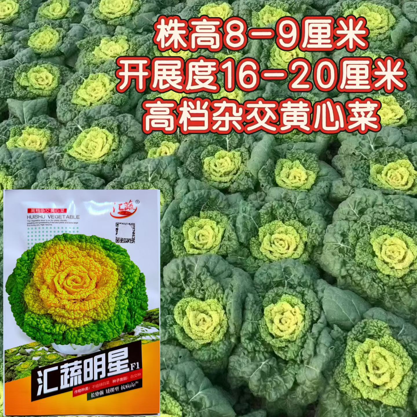 汇蔬明星黄心乌种子乌塌菜耐寒秋冬季蔬菜种籽菊花菜籽黄心菜种孑