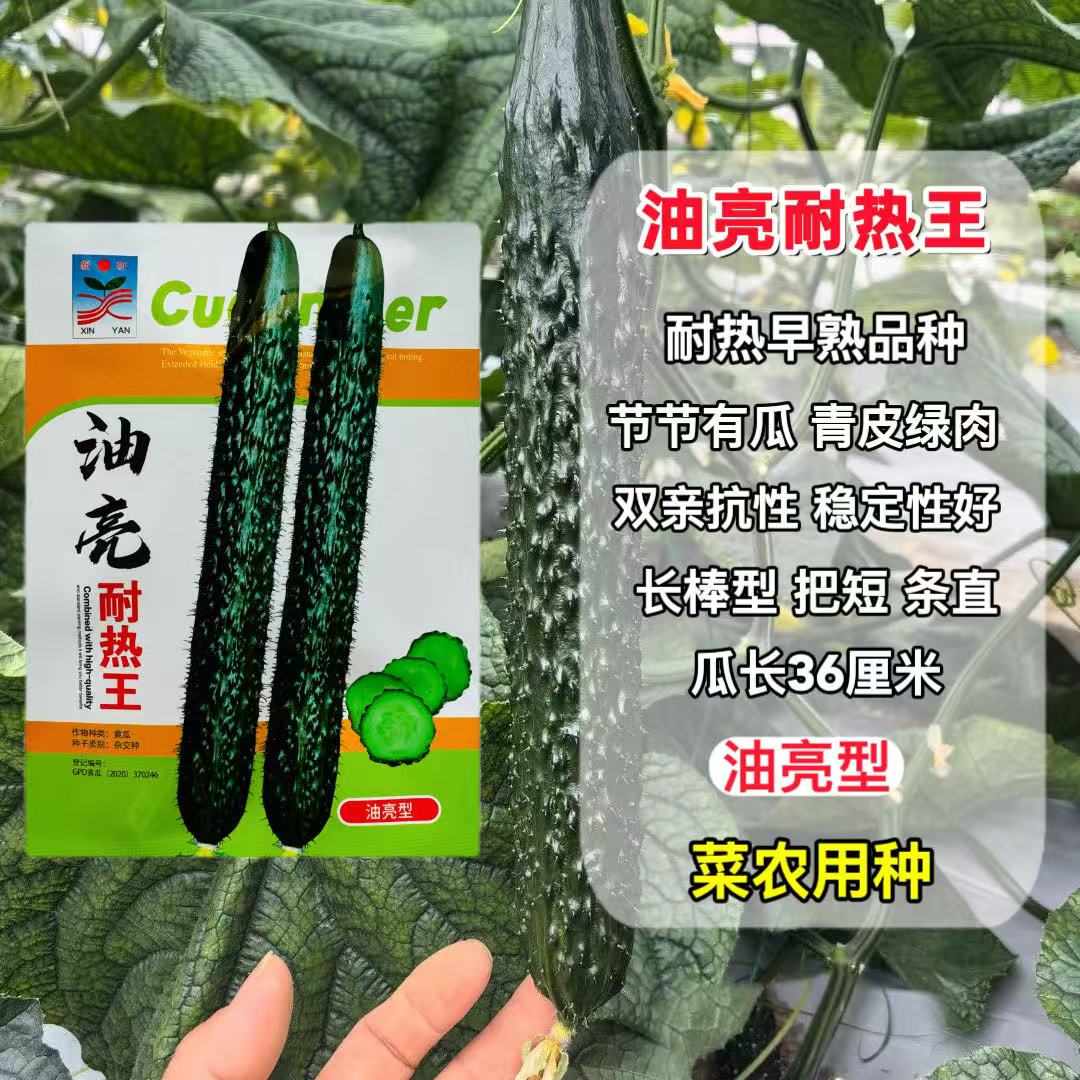 油亮耐热王黄瓜种子绿瓤