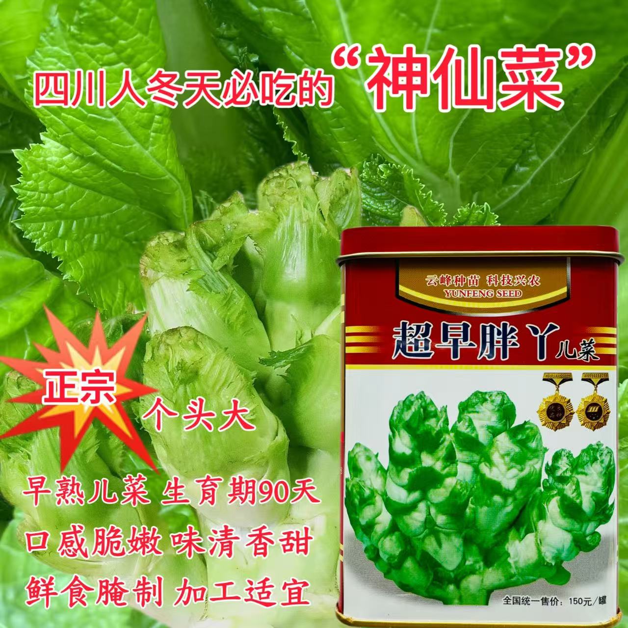 超早胖丫儿菜种籽正宗四