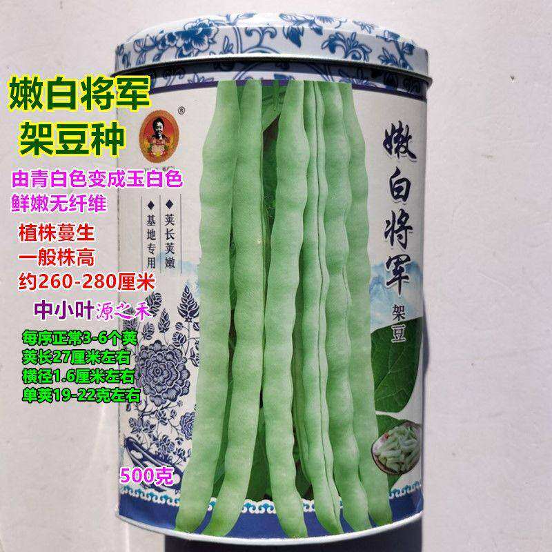 嫩白将军架豆种子大型白菜豆四季豆种子梅豆红花白荚芸豆豆角种籽