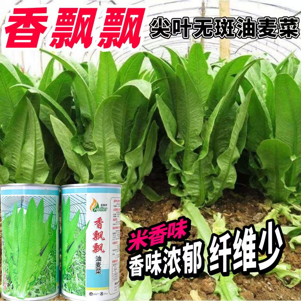 香飘飘尖叶油麦菜种子甜脆米香味大颗四季油麦菜种籽四季抗病