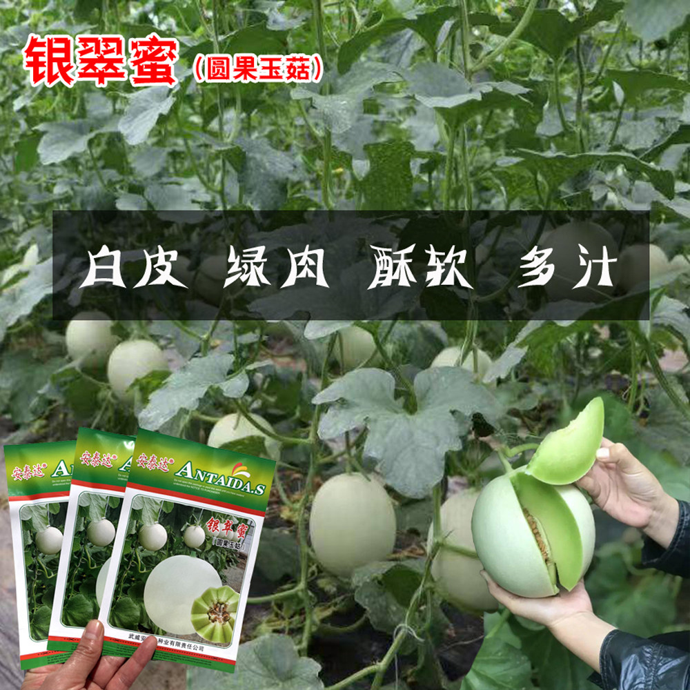 银翠蜜圆果玉菇甜瓜种子