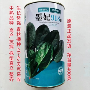 墨妃918菠菜种子高产抗病耐寒
