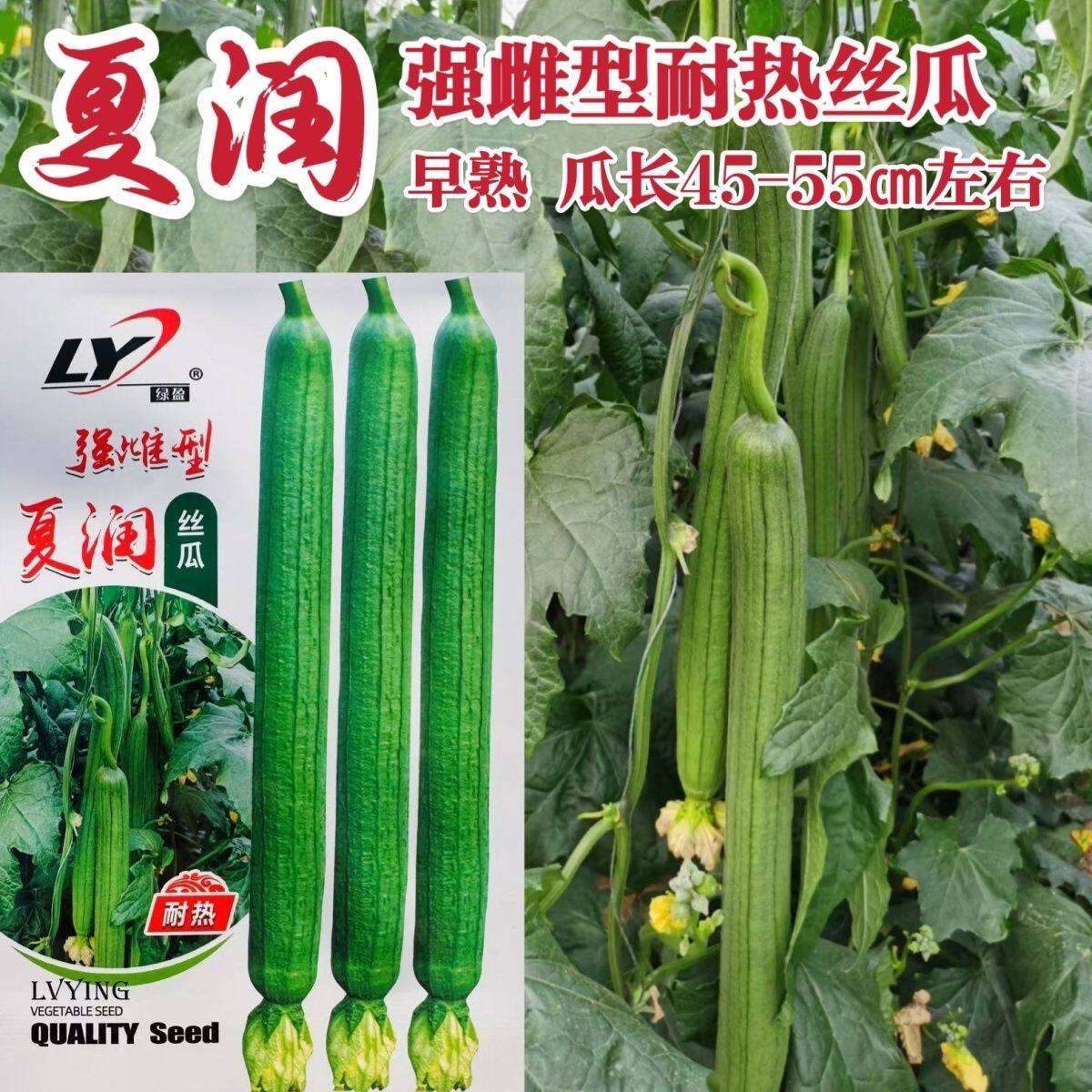 夏润丝瓜种子耐热长香强