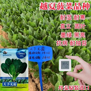 耐热进口菠菜种子 天下无霜 高抗霜霉病 植株直立 抗热圆叶菠菜