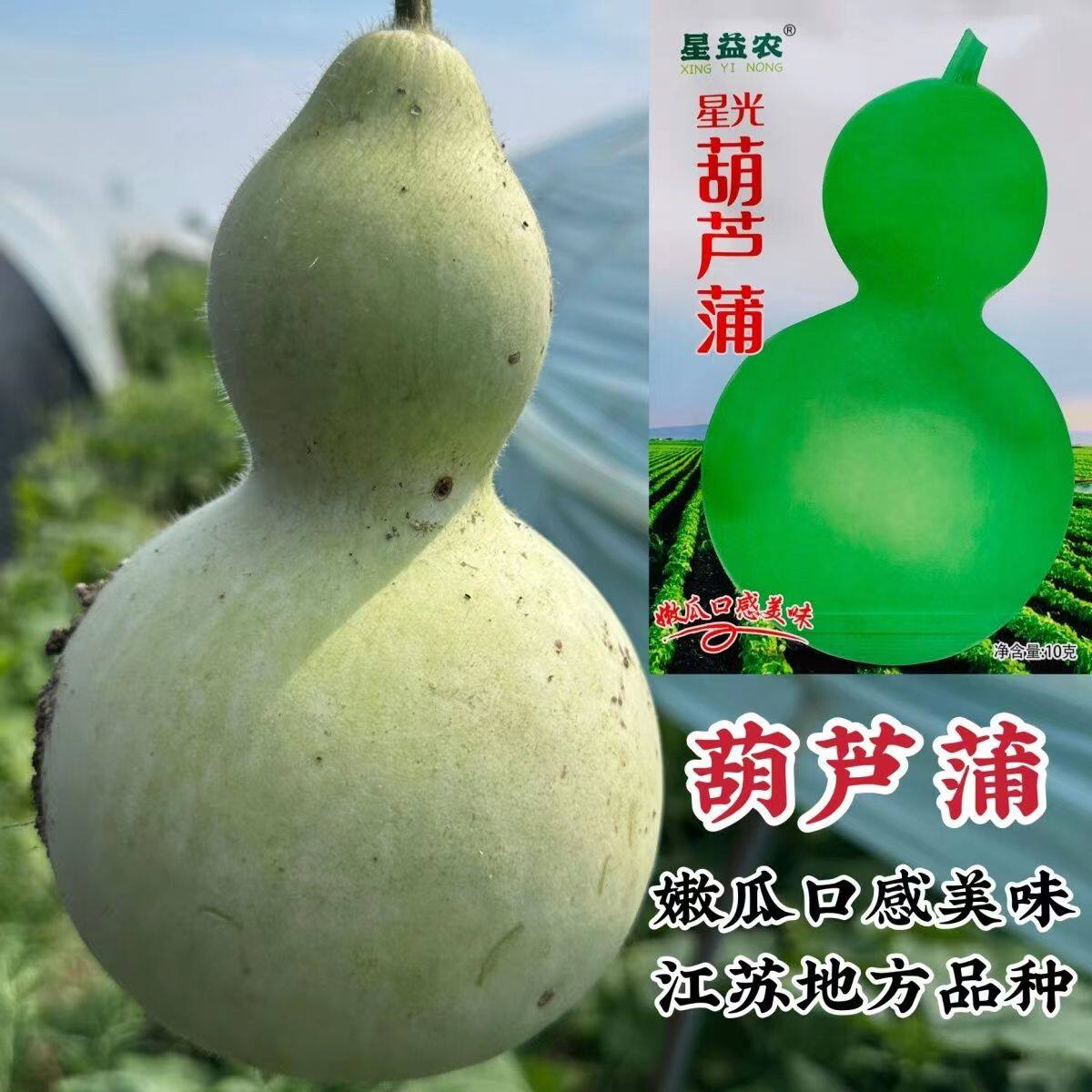 星光葫芦蒲瓜种子江苏地方品种葫芦瓜种子爬藤蔬菜可观赏食用葫瓜