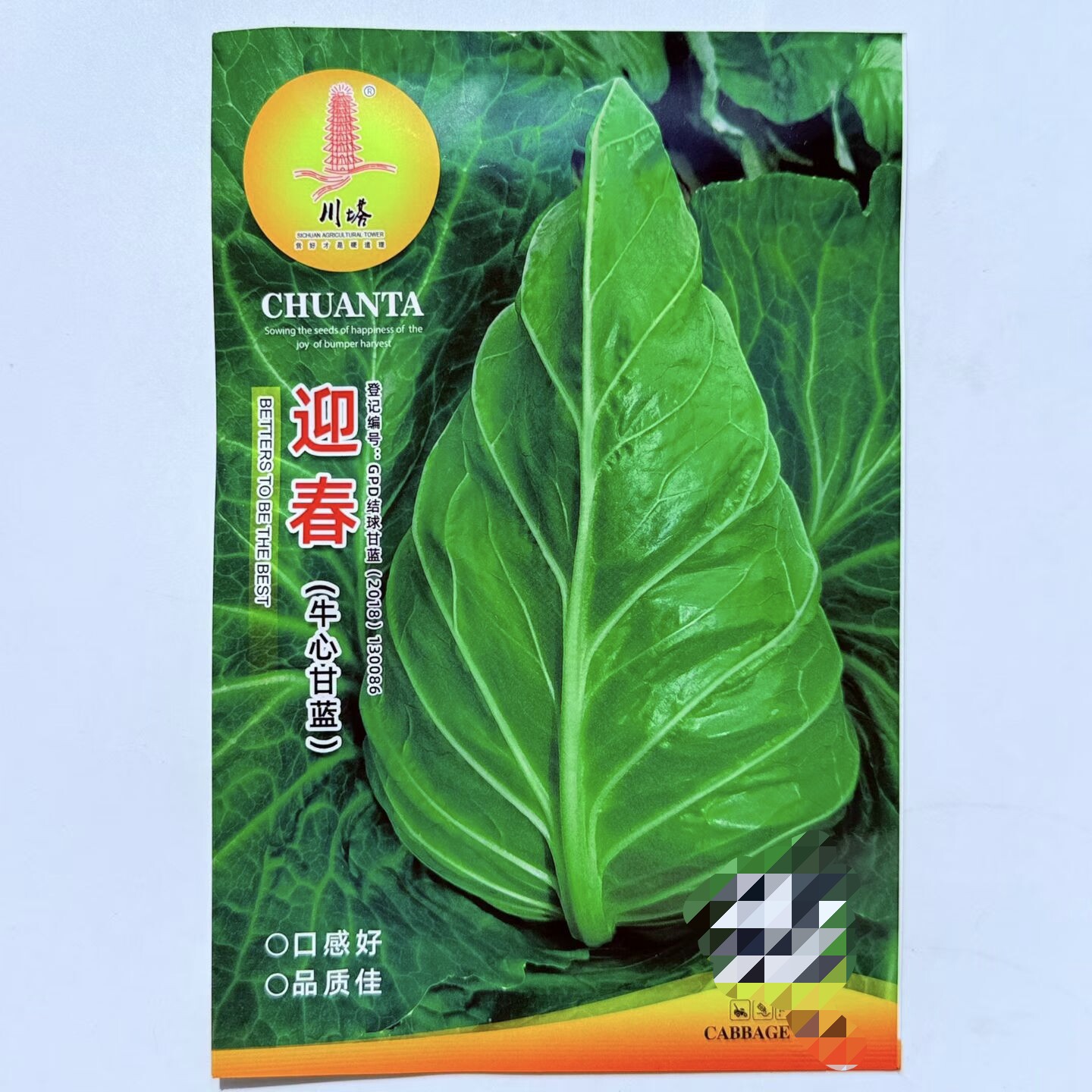 迎春牛心甘蓝种子杂交中熟尖包绿甘蓝包心菜种籽叶球紧实春秋种植