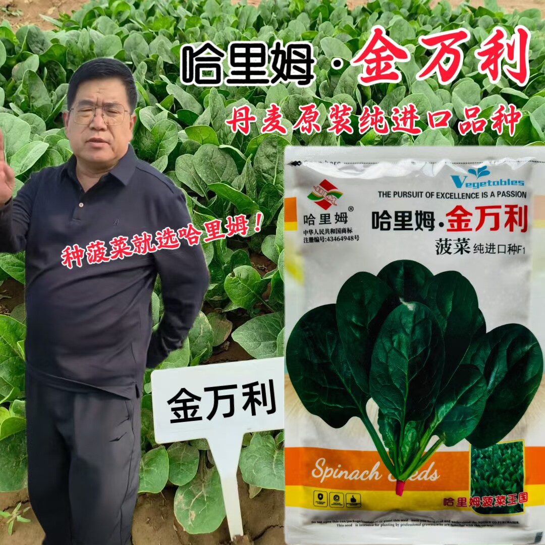金万利纯进口菠菜种子 抗病 耐寒耐热直立 耐抽苔产量高