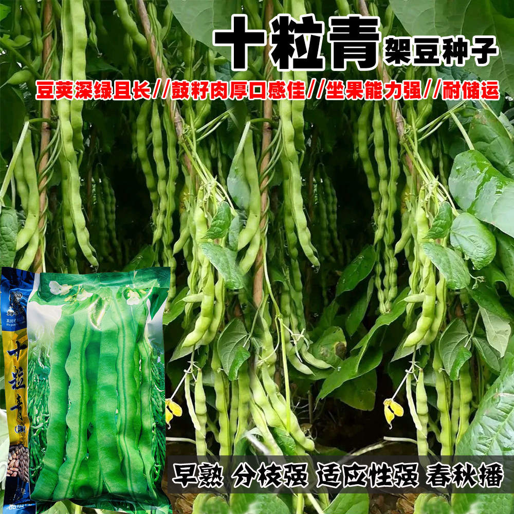 十粒青四季豆种子早熟青