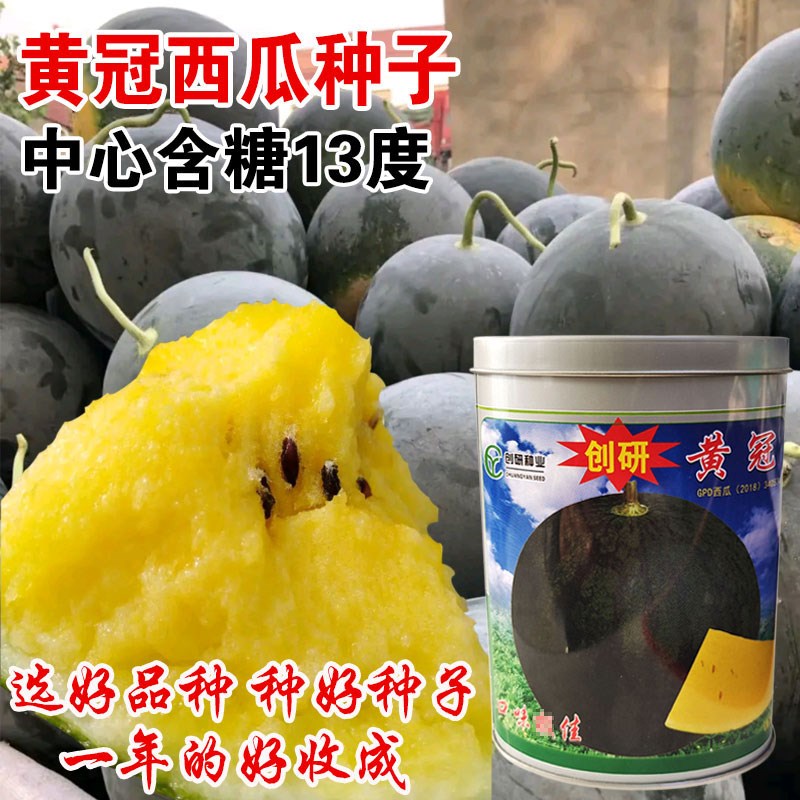 黄冠西瓜种子黑皮黄瓤超