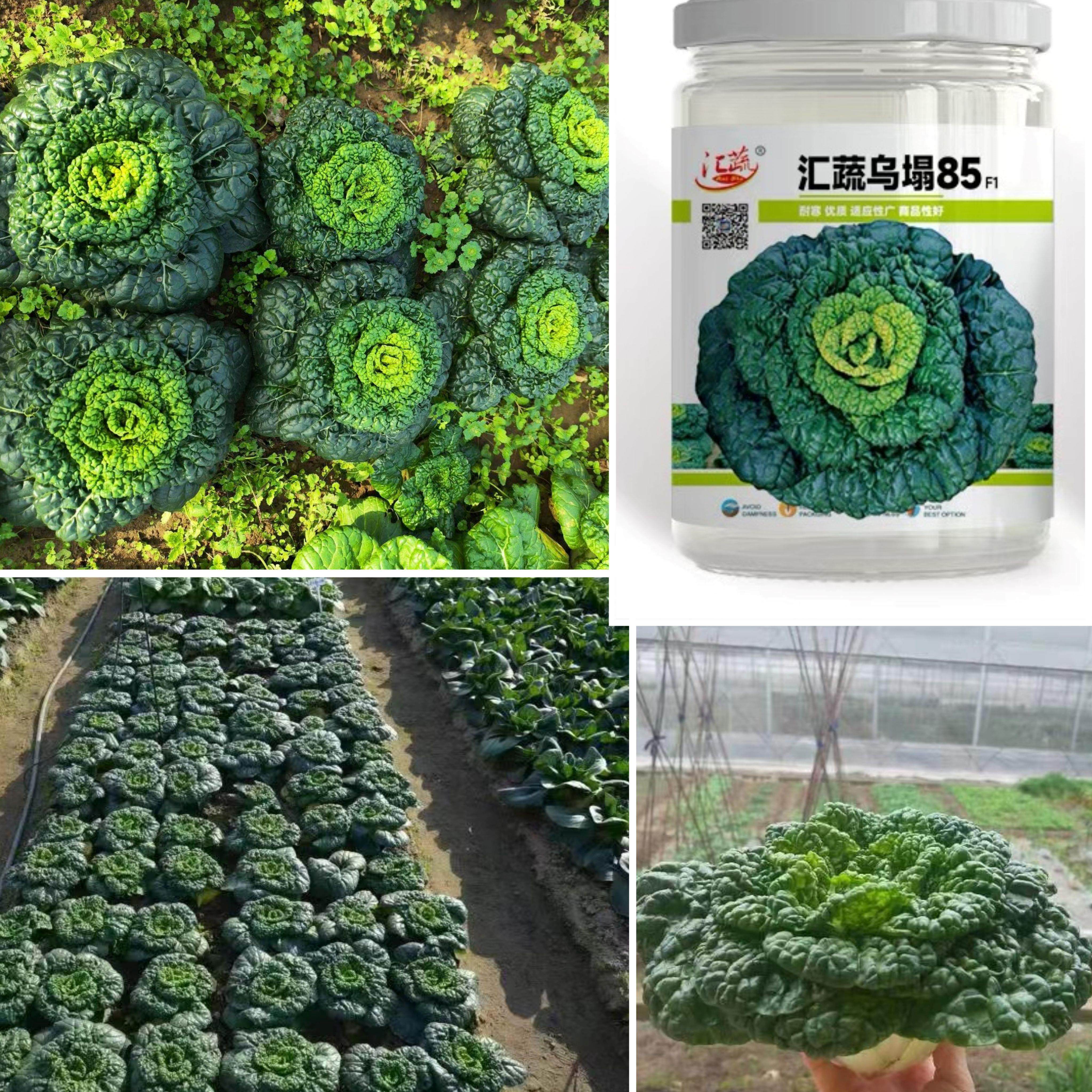 汇蔬乌塌85菜菜种子皱叶