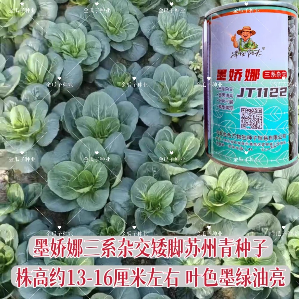 墨娇娜三系杂交青菜种子耐寒越冬青梗菜种子墨绿色青菜矮脚黑叶菜