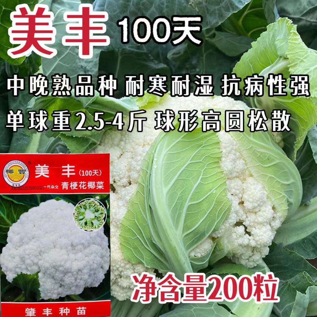 美丰100天青梗松花菜种