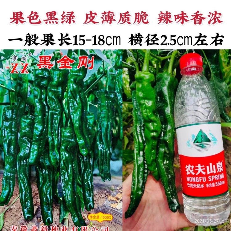 皱皮椒种籽萧新黑金刚辣椒种子特辣黑绿色皱皱辣皮薄质脆辣味香浓